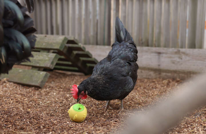 KERBL Snackball für Hühner